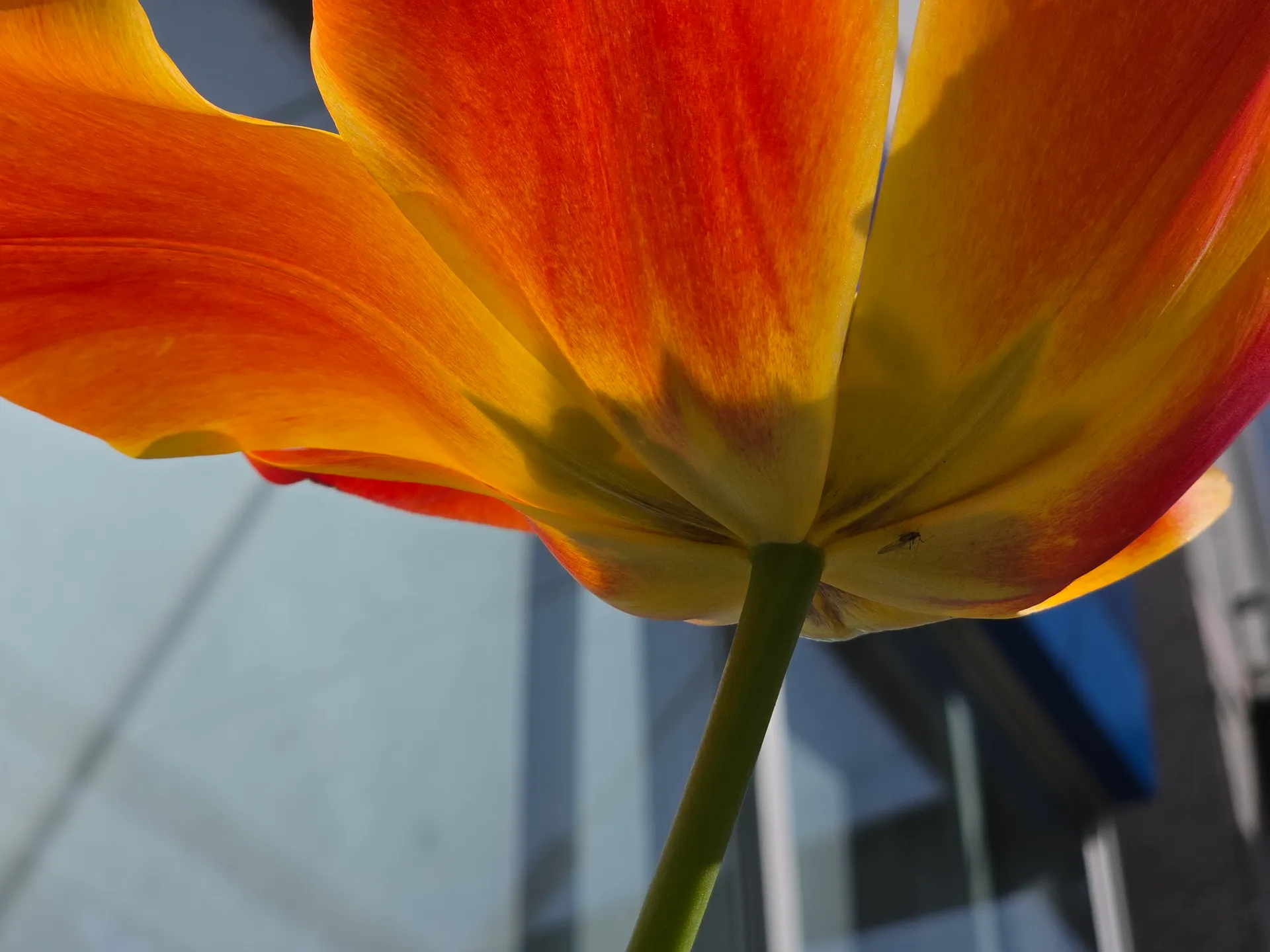 Lily-Flowered Tulip Unedited shot of Lily-Flowered Tulip. Down town Richmond, Canada.